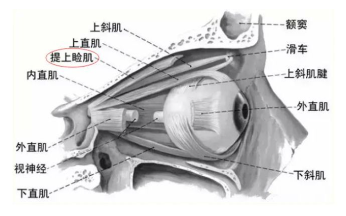 有上睑下垂怎么办？